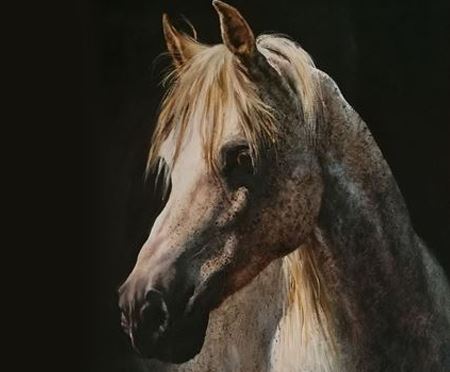Picture for category Horses